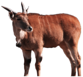 eland antelope